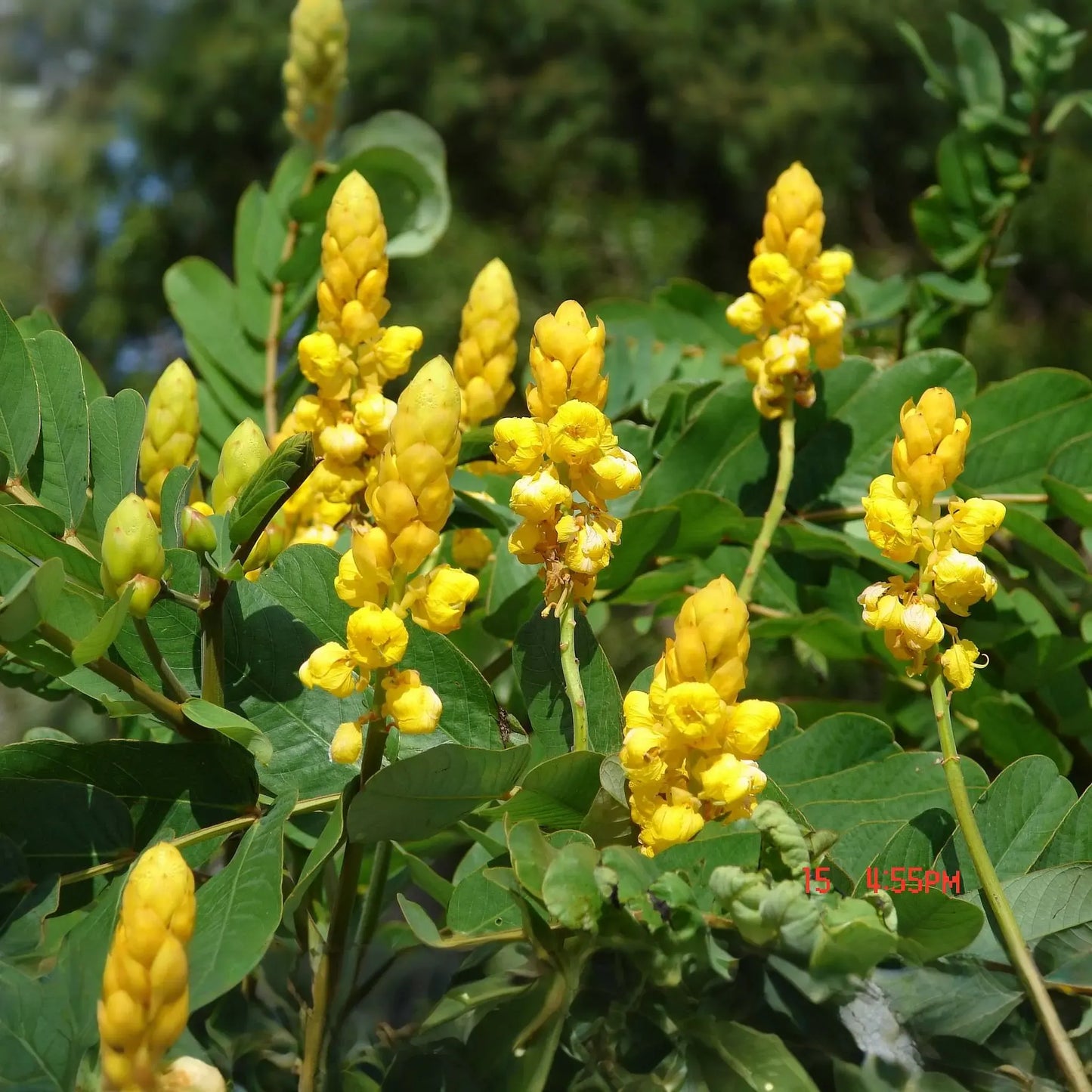 Cassia alata Seeds – Candle Bush Plant – Tropical Ornamental with Upright Yellow Flower Spikes, Fast-Growing Pollinator-Friendly Shrub