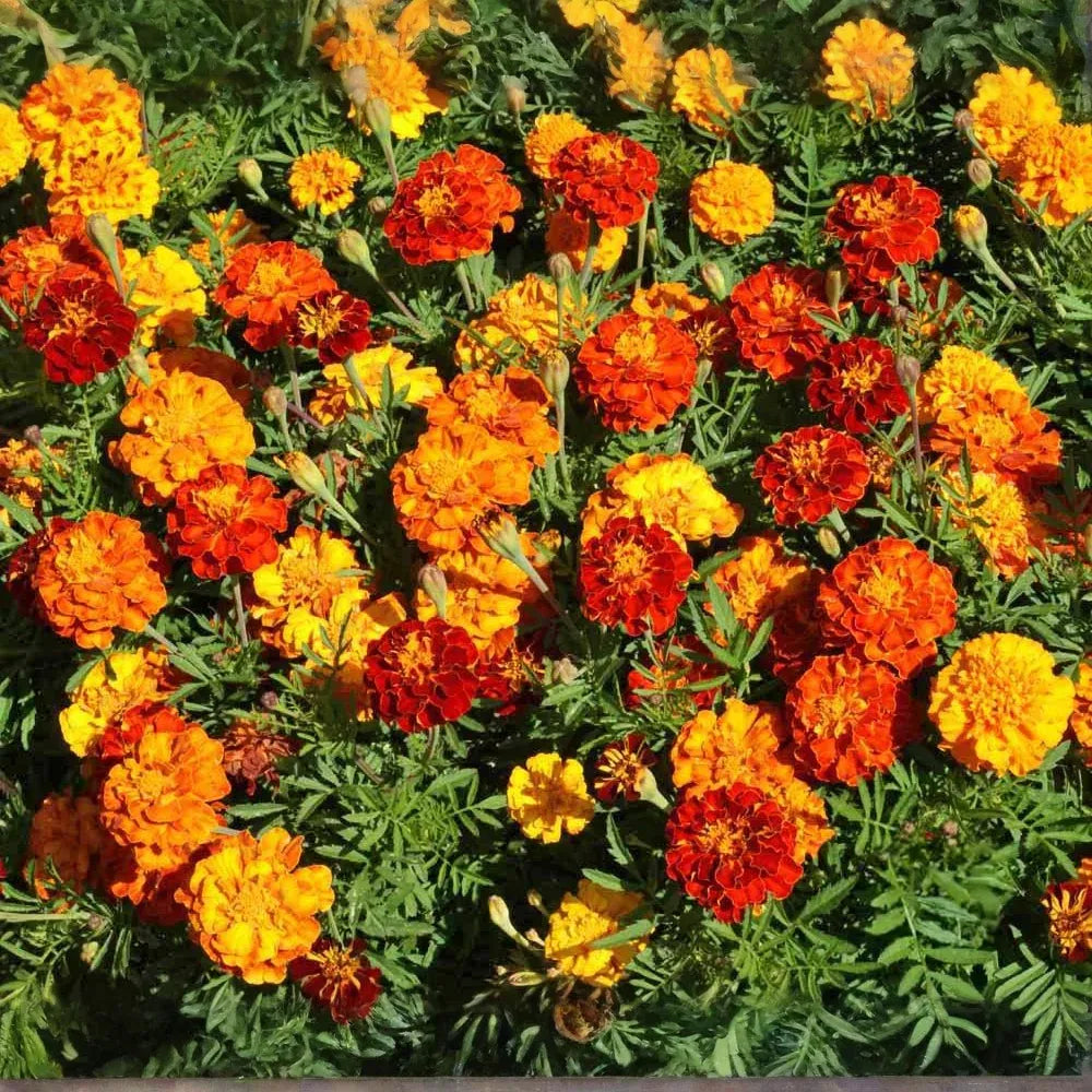 Sparky Mixture Marigold, Tagetes Patula, Vibrant French Marigold Blend for Gardens and Borders
