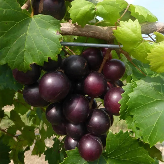 Wild Muscadine Seeds – Vitis rotundifolia – 5 Seeds, Native Grape Vine, Edible Fruit, Drought-Tolerant, Pollinator-Friendly, Fast-Growing