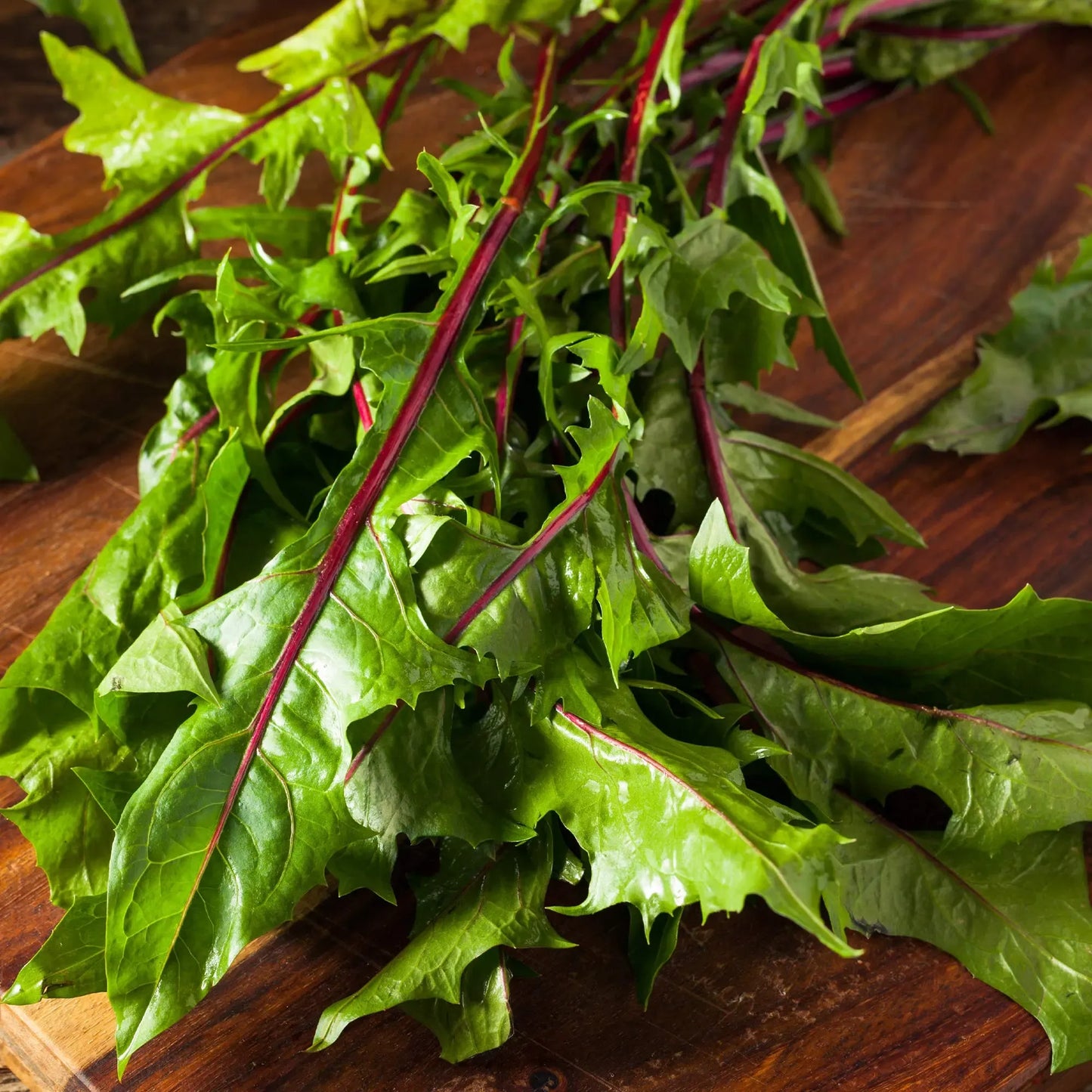 500 Red Stem Endive Italian Dandelion Seed (Chicory), Non-GMO Heirloom, Cold Tolerant,