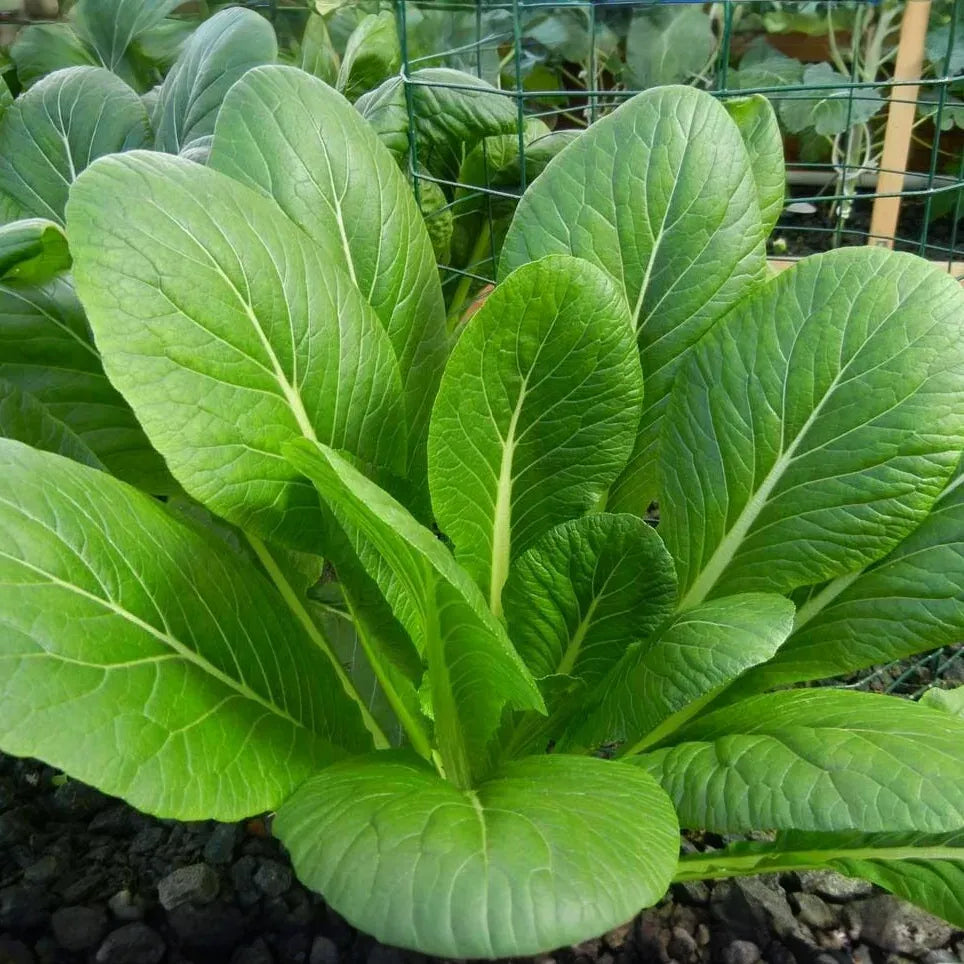 300 Seeds Mustard Green Spinach Komatsuna Tendergreen for Planting (Brassica rapa) - Healthy, Nutritious Greens for Home Gardens