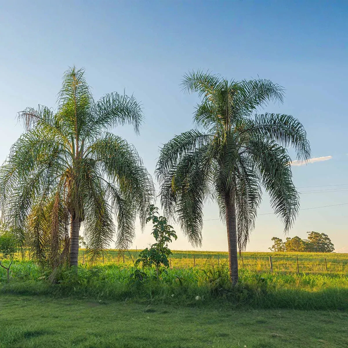25+ Tropical Queen Palm Seeds - Syagrus Romanzoffiana - Ready to Grow, Fast-Growing Palm Tree