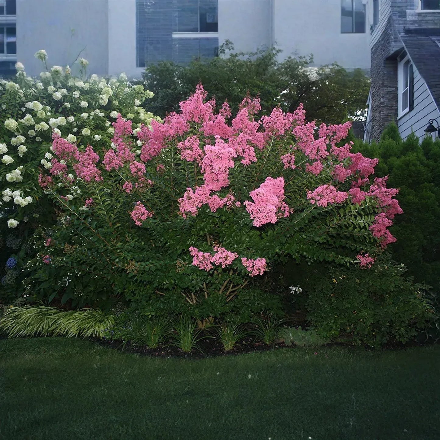 Dark Pink Crepe Myrtle Cuttings - 7 Live 6" Cuttings, Fast-Growing, Flowering Tree for Outdoor Gardens, USDA Zones 7-10