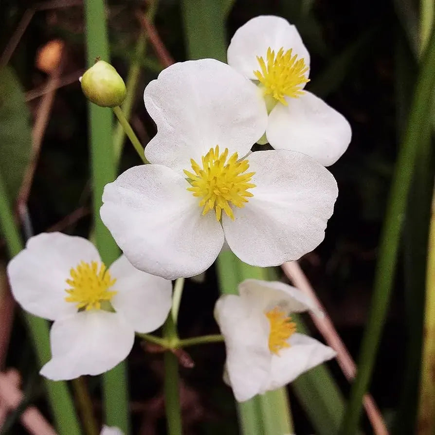 1000 Broadleaf Arrowhead Flower Seeds (Sagittaria Latifolia) | Water Plant, Pond Flower, Native Aquatic Perennial for Gardens