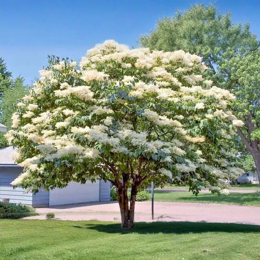 25 Japanese White Lilac Tree Seeds (Syringa reticulata) – Cold Hardy, Fragrant Flowers, 30ft Tall
