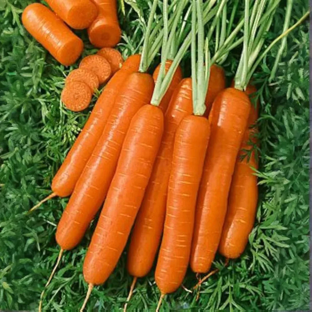 300 Seeds Carrot Scarlet Nantes, Sweet and Crisp Heirloom Carrots, Perfect for Gardens - 🆕 New Arrivals, All Products, Products from Jayme Garden - Little Red General Store