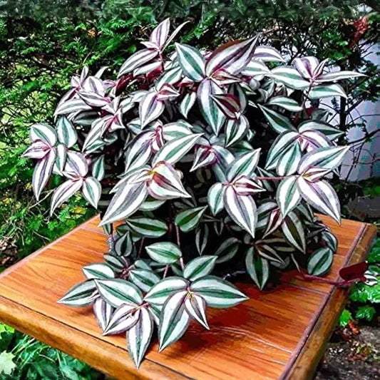 12 Fully Rooted Wandering Jew Cuttings (Tradescantia Zebrina) - Healthy, Guaranteed to Grow, Easy Care Houseplant, Indoor Plant, Fast Growth