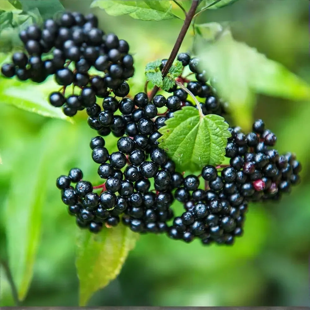 50 Black Elderberry Cuttings - Grow 50 Sambucus Nigra Plants - Fresh USA-Grown