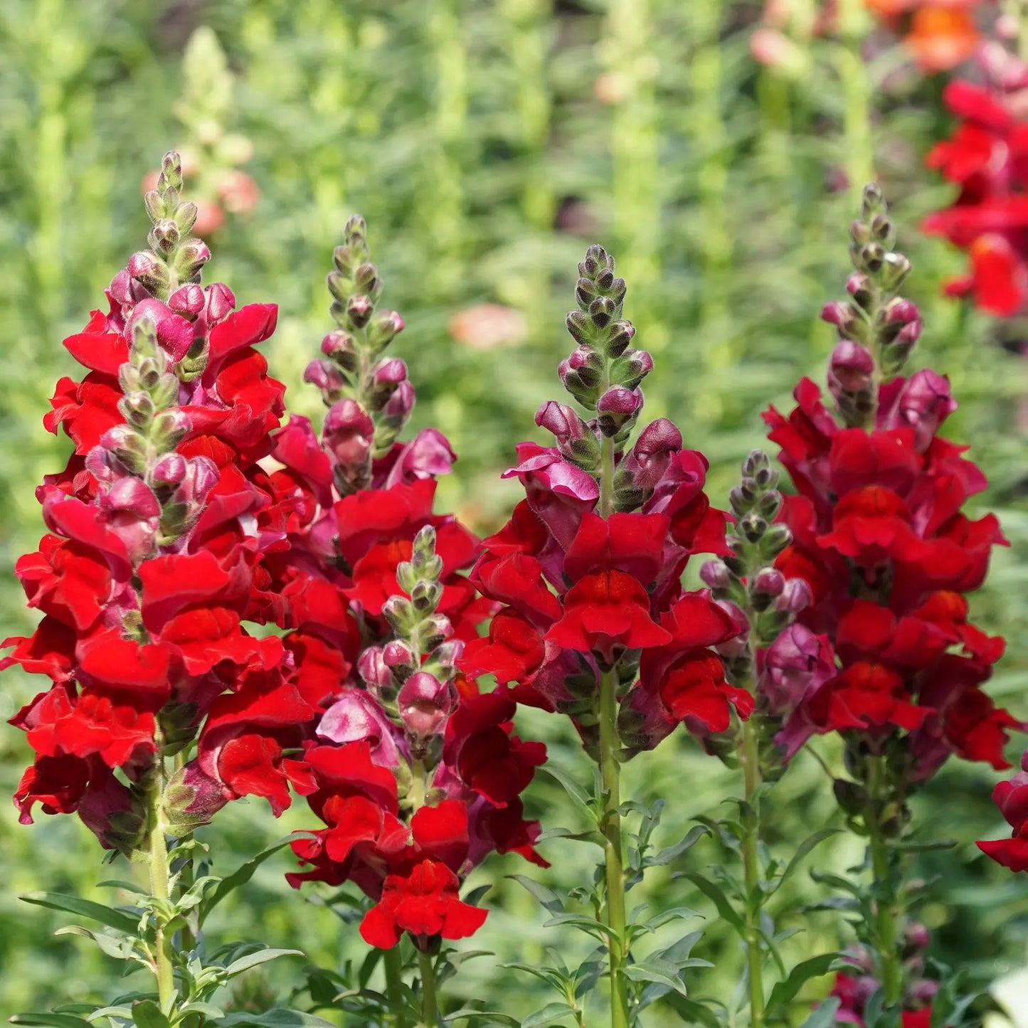 Defiance Snapdragon Seeds (Antirrhinum majus) | 1000+ Seeds | Bold Red Blooms for Garden & Cut Flowers
