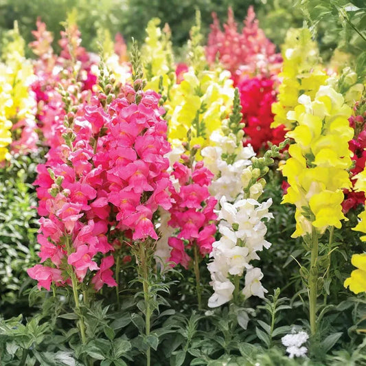 500 Seeds Snapdragon Tetra Mix (Antirrhinum majus) Semi-Dwarf, Multi-Colored Blooms, Non-GMO, Attracts Butterflies, Vibrant Garden Flowers
