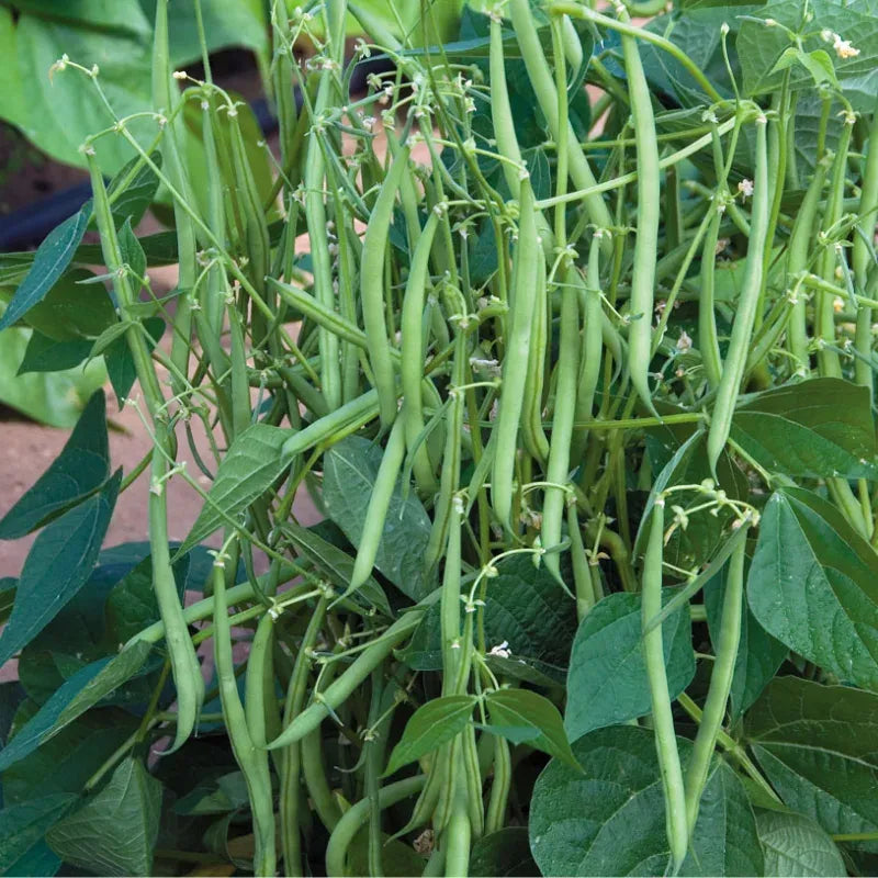 Petite Filet French Bean Seeds – 5g for Planting, Gourmet Variety, Tender & Stringless, High Yield, Easy to Grow, Garden Container