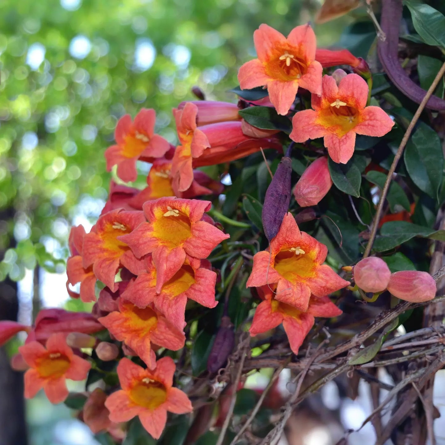 1 Tangerine Beauty Crossvine | Bignonia Rooted Starter Plant | Butterfly Magnet | Vibrant Orange Blooms | Fast-Growing Climber