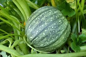 Round Zucchini Summer Squash Seeds – 1g for Planting, Heirloom Variety, High Yield, Fast Growing, Tender & Mild, Great for Garden Containers