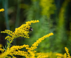 Old Field Goldenrod Seeds – Solidago nemoralis – 500mg for Planting, Native Yellow Wildflower, Pollinator Plant, Drought Tolerant