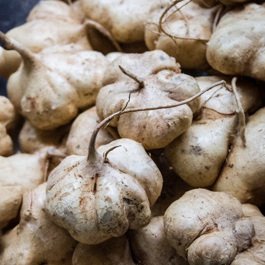 5 Seeds True Jicama – Pachyrhizus erosus | Heirloom Root Vegetable Seeds for Planting, Gardening & Fresh, Nutritious Harvests