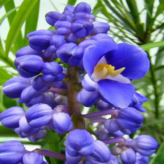 Sapphire Blue Ginger Starter Plant - Dichorisandra Thyrsiflora - Air Purifying, Evergreen, Cold Resistant, Deer & Drought Resistant