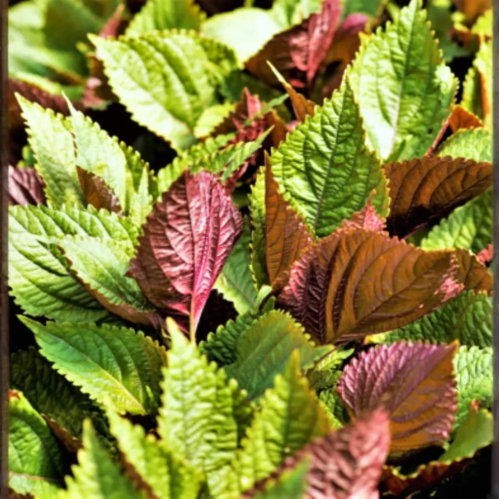 500mg Perilla Shiso Jeok Ssam Ip Seeds Perilla frutescens | Red-Leaf Asian Herb, Aromatic, Non-GMO, Korean Wraps, Pickling & Garnishes