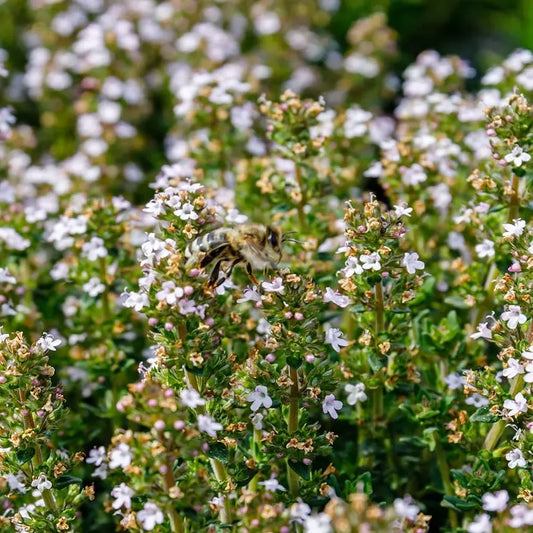 Thyme Seeds – 100mg for Planting, Heirloom Variety, Fragrant Hardy, High Yield, Drought Tolerant, Culinary Medicinal Herb, Garden Container