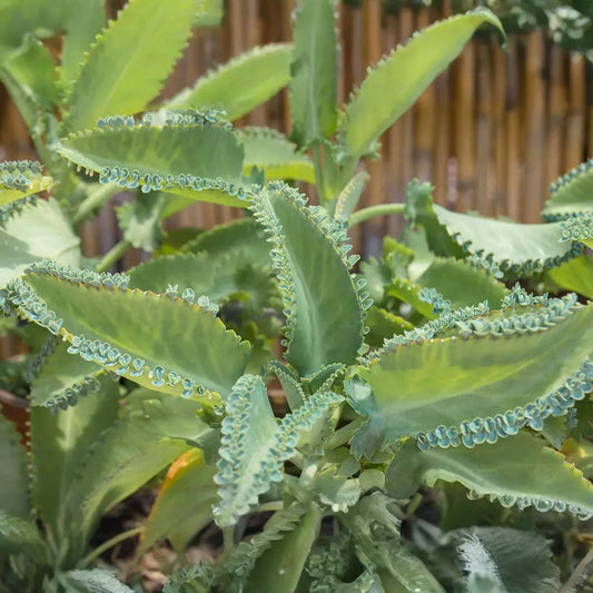 Mother of Thousands (Kalanchoe daigremontiana) – 25 Rare Succulent Seeds | Mexican Hat Plant for Indoor & Outdoor Gardens