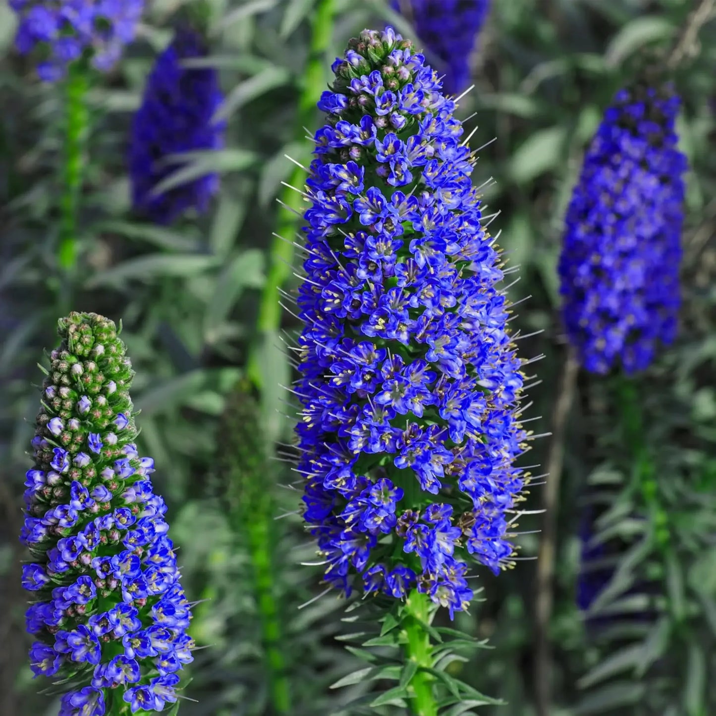 20 Pride of Madeira (Echium fastuosum) Seeds – Blue Tower of Jewels, Fast Growing, Pollinator Friendly
