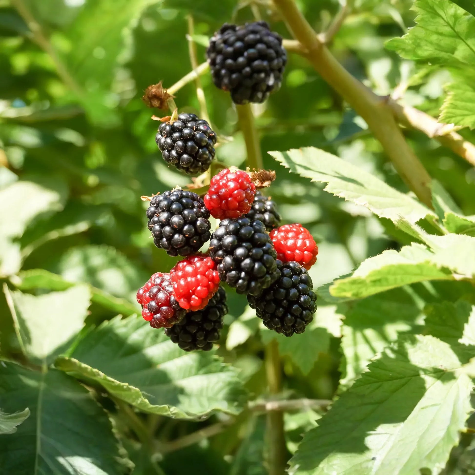 1 Live Bare Root Starter Plant Apache Thornless Blackberry Plant, Rubus, High-Yield Fruit Producer