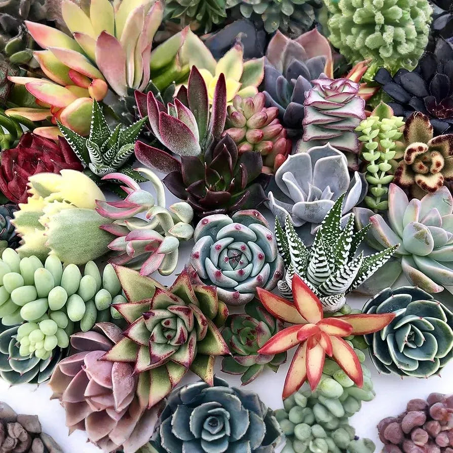 10 Assorted Succulent Cuttings for Terrariums Dish Gardens, Mini Fairy Garden Plants, Varieties Including Echeveria, Crassula, Sedum & More