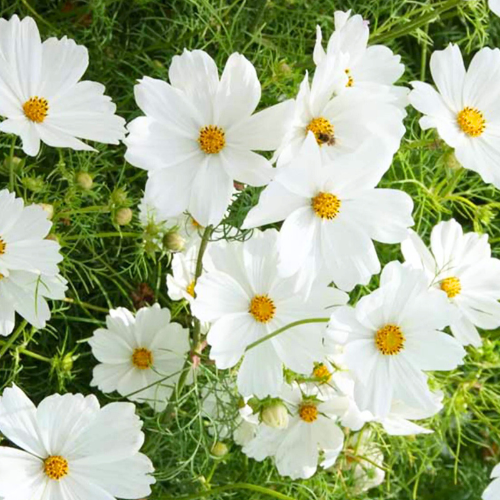 Cosmos Purity Seeds – 1g for Planting, Elegant White Blooms, Annual Wildflower, Cottage Garden Favorite, Pollinator Friendly