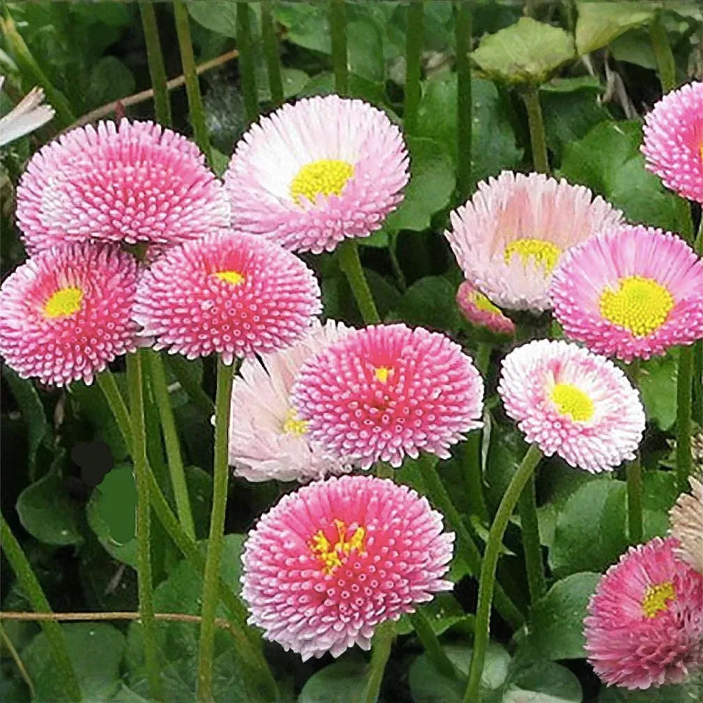 200+ Pink English Daisy Seeds – Rosy Button-Like Blooms for Garden Planting, Charming Perennials for Borders & Containers – USA