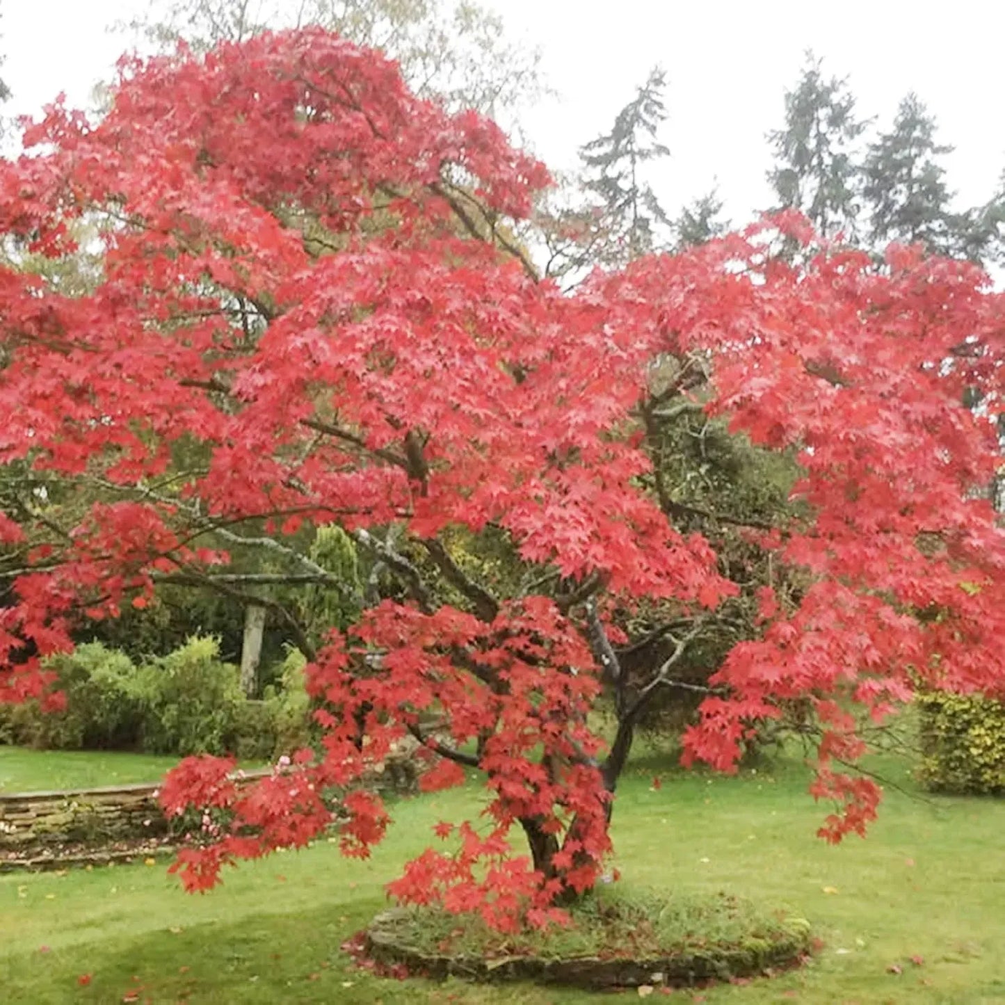 10 Seeds Acer Mono (Japanese Maple) for Planting - Rare Hardy Tree, Perfect for Bonsai, Gardens, & Landscaping - Unique Tree Seeds