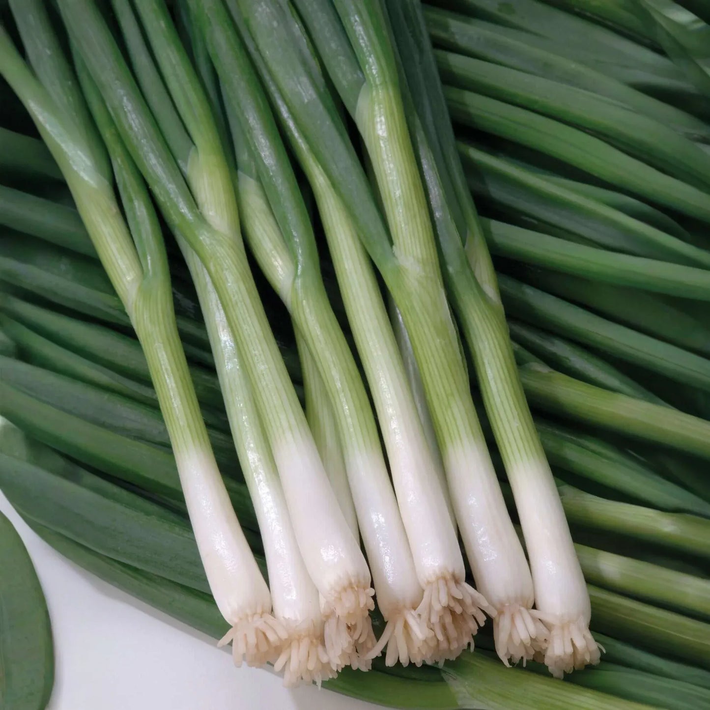 250 Seeds White Lisbon Onion – Allium cepa, Mild & Crisp Bunching Onion