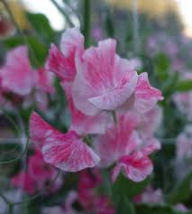 Vaudeville Sweet Pea Seeds – 50+ Vibrant Bi-Color Blooms – Climbing Vine for Trellises, Cottage Gardens & Bold Cut Flower Displays – USA