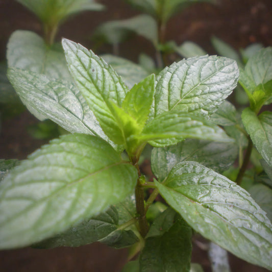 30 mg Seeds Peppermint Herb – Mentha × piperita | Fresh Mint for Planting, Culinary, Tea Uses