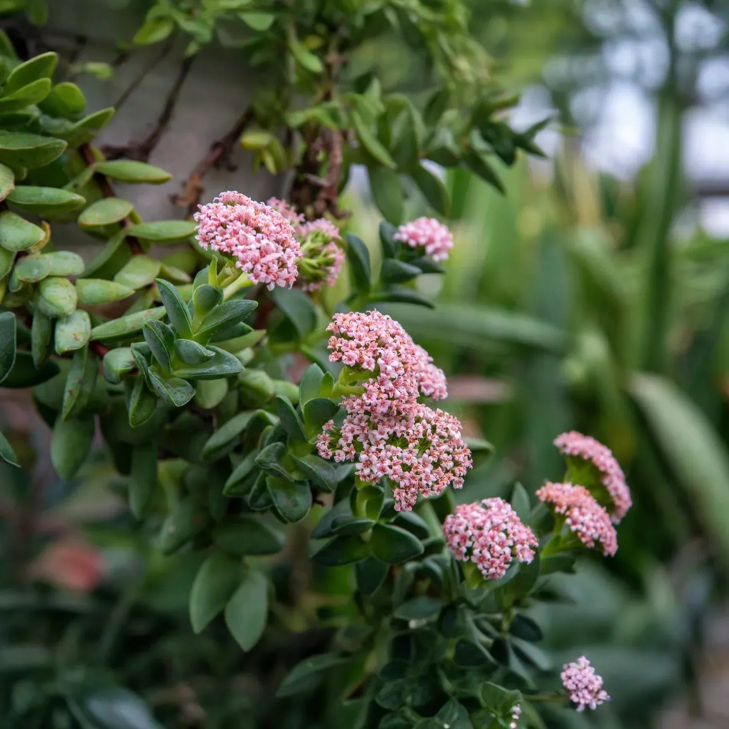 Crassula ‘Springtime’ Bride’s Bouquet | 1 Bare Root Live Succulent | Compact, Clusters of Pink Blooms, Easy-Care Houseplant