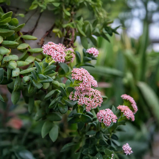 Crassula ‘Springtime’ Bride’s Bouquet | 1 Bare Root Live Succulent | Compact, Clusters of Pink Blooms, Easy-Care Houseplant