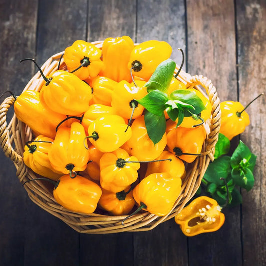 25 Jamaican Yellow Habanero Pepper Seeds – Capsicum chinense – Extra-Hot Chili, Fruity & Citrusy Flavor, Non-GMO, 200,000–300,000 Scoville
