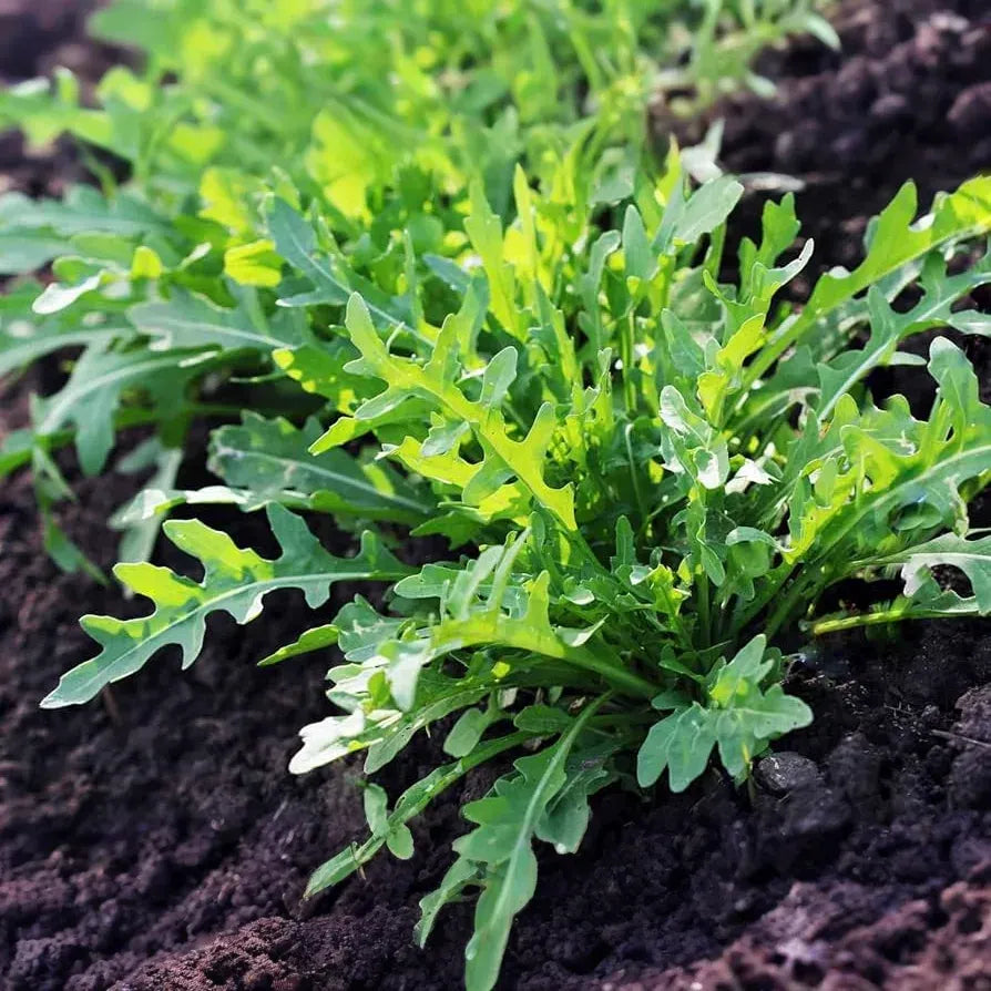 700 Seeds Arugula (Eruca sativa) – Non-GMO, Heirloom, Fast Growing, Perfect for Garden, Organic Planting, Great for Salads & Healthy Dishes