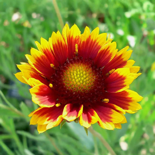 200 Indian Blanket Flower Seeds – Gaillardia pulchella | Heirloom Non-GMO | Blanket Flower for Meadows, Pollinators, Easy Care