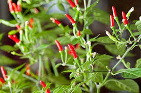 250mg Thai Garden Bird Hot Pepper Seeds Capsicum annuum | Very Hot, Non-GMO, Authentic Thai Cuisine, Spicy Chili for Sauces & Dishes
