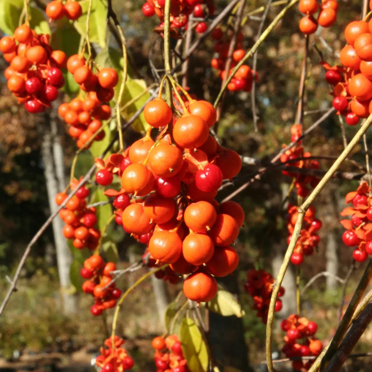 500mg Celastrus Scandens Seeds, American Bittersweet, Native Vine with Vibrant Orange Berries