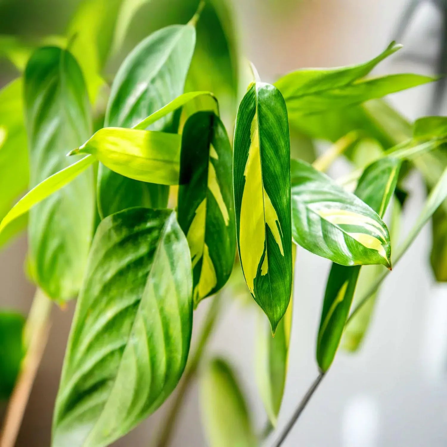 Ctenanthe lubbersiana ‘Never Never Plant’ | 1 Bare Root Live Variegated Houseplant (1-2 ft) | Easy Care Indoor Plant