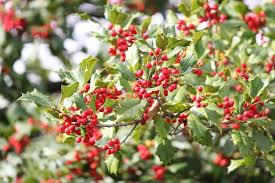 30 American Holly Bush Seeds (Ilex opaca), Hardy Shrub, Evergreen Tree, Perfect for Hedges, Privacy Screens, & Landscaping, Winter Interest