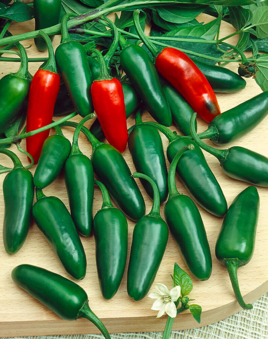 Jalapeño Early Hot Pepper Seeds – 300mg for Planting, Heirloom Variety, Spicy & Flavorful, High Yield, Heat Tolerant, Garden Container