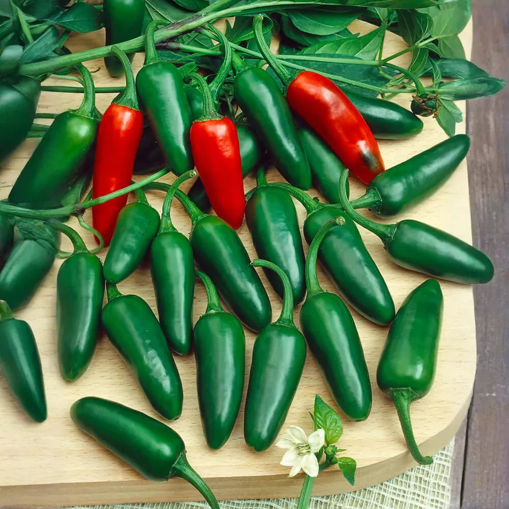 Jalapeño Early Hot Pepper Seeds – 300mg for Planting, Heirloom Variety, Spicy & Flavorful, High Yield, Heat Tolerant, Garden Container - 🆕 New Arrivals, All Products, Products from Jayme Garden - Little Red General Store