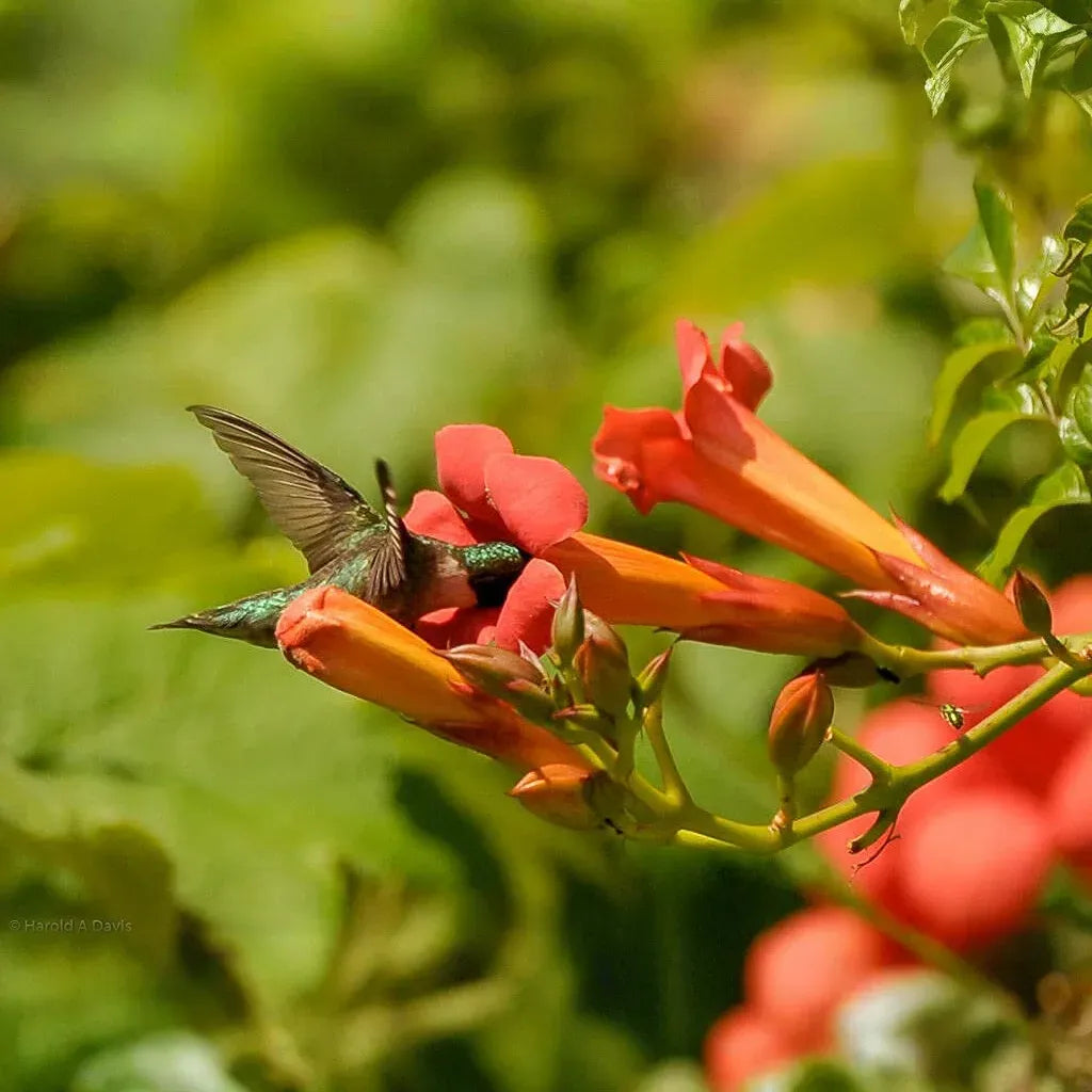 12 Live Red Trumpet Vine Clippings | Campsis Radicans | Perennial Hummingbird Vine | Fast-Growing | Organic Starts |
