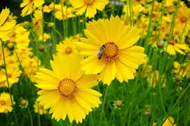 Coreopsis Lance-Leaved Dwarf Seeds – 100mg (~50 Seeds), Native Yellow Wildflower, Compact Perennial, Pollinator Friendly, Easy to Grow