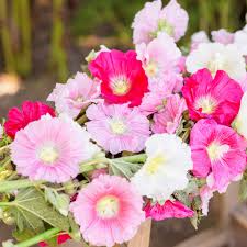 25 Seeds Summer Carnival Mix Hollyhock (Alcea rosea) – Vibrant Biennial Blooms, Pollinator-Friendly, Cottage Garden Favorite