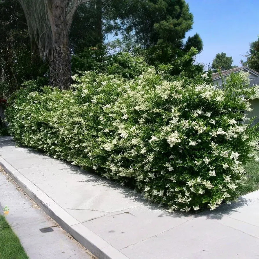 20 Ligustrum Glossy Privet Unrooted Cuttings 8" Evergreen Privacy Hedge Waxleaf, Fast Growing, Dense Shrub for Fencing, Landscape Planting