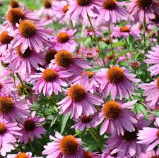 25 Seeds  Purple Coneflower (Echinacea purpurea) | Pollinator-Friendly | Drought-Tolerant Perennial, Vibrant Blooms