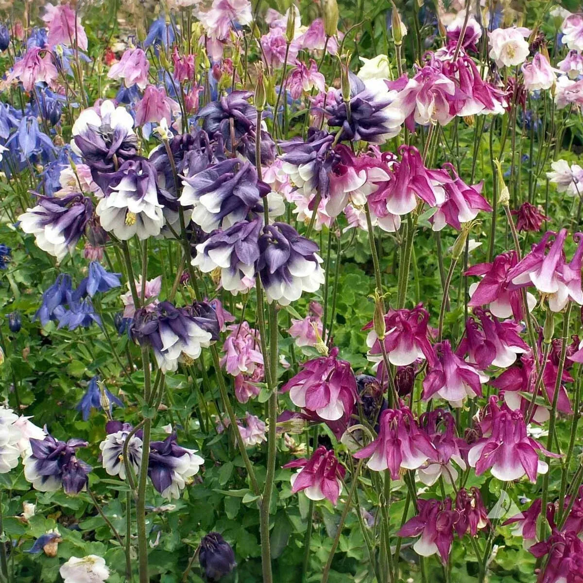 500 Seeds Columbine DWARF MIX Granny's Bonnet Perennial Flowers - Aquilegia Non-GMO, Fall Planting, Easy to Grow, Colorful Garden Blooms