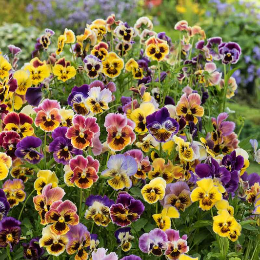 Rococo Mix Pansy Seeds – 200+ Seeds – Ruffled Multicolor Viola Blooms for Borders, Containers, and Cool-Season Garden Planting – USA